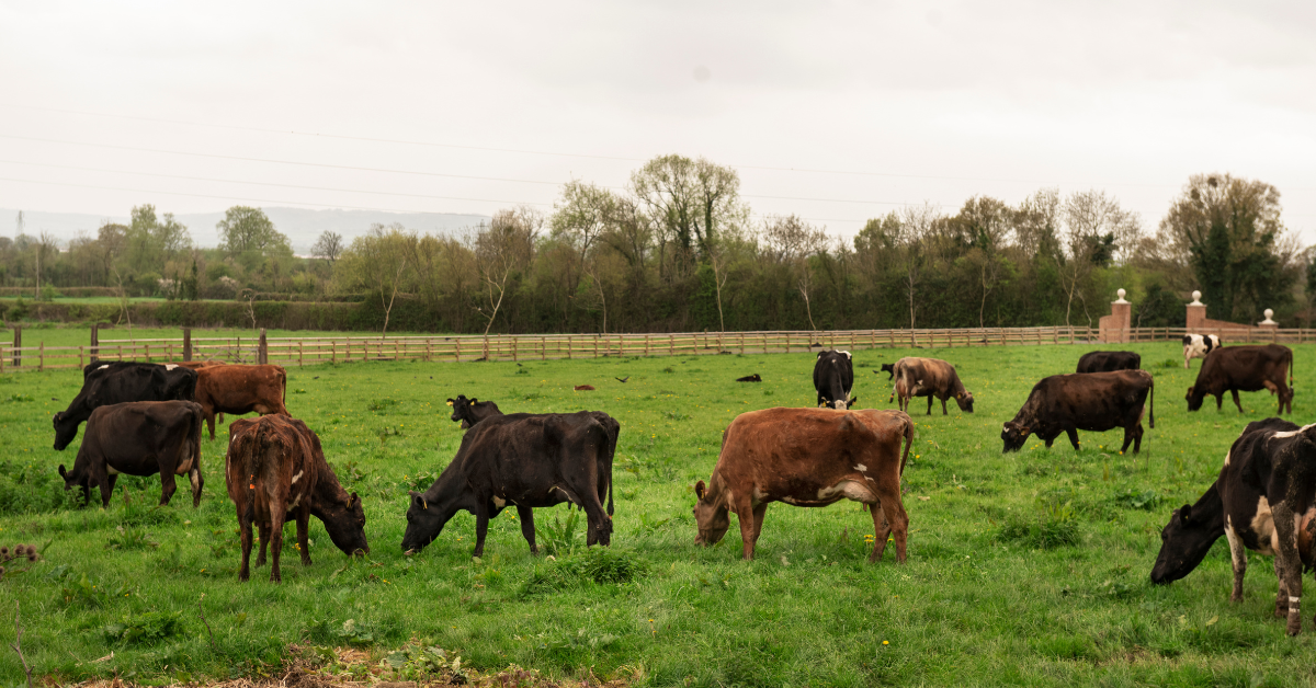 Grass-fed cattle grazing on open green pasture at a ranch