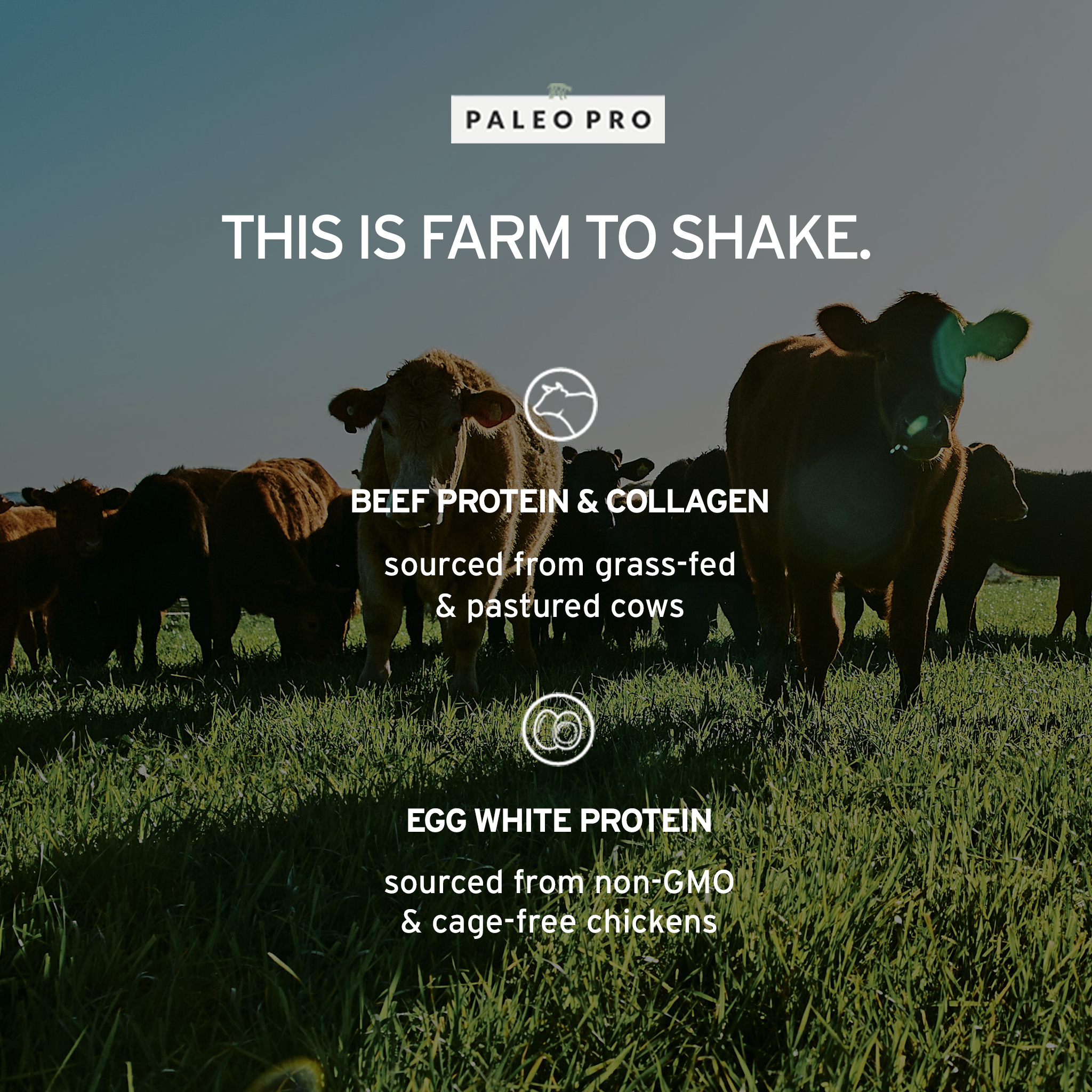 THIS IS FARM TO SHAKE. Beef protein & collagen sourced from grass-fed & pastured cows. Egg White protein sourced from non-GMO & cage-free chickens. 