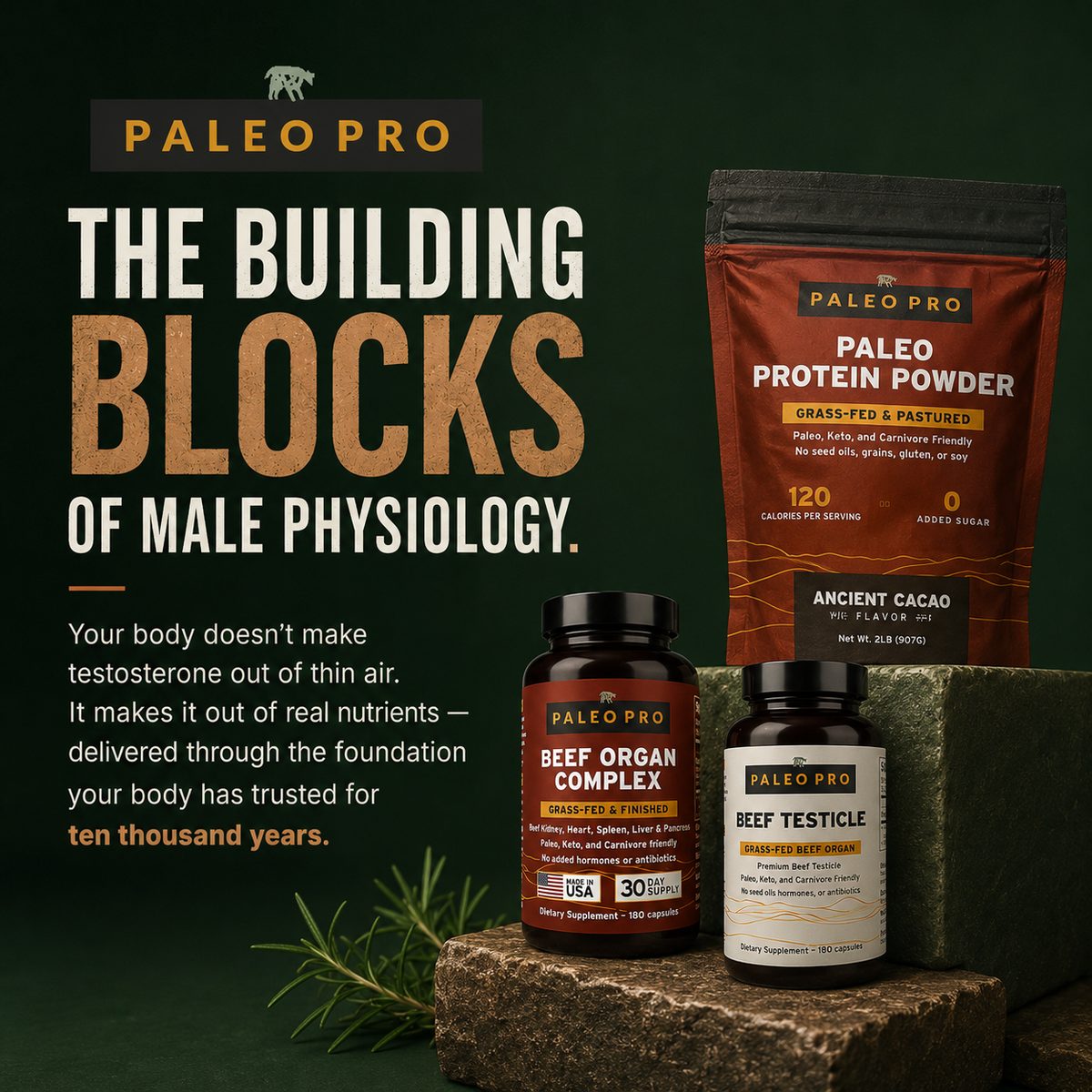 The building blocks of male physiology